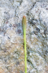 Equisetum diffusum
