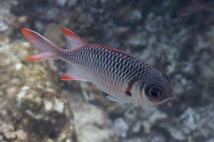 Myripristis violacea