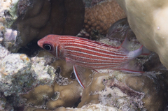 Sargocentron diadema