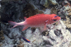 Sargocentron caudimaculatum