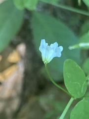 Vicia floridana