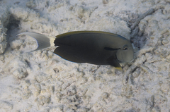 Acanthurus nigricauda