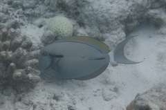 Acanthurus nigricauda