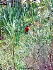 Phoenicurus moussieri