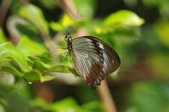 Papilio dardanus cenea