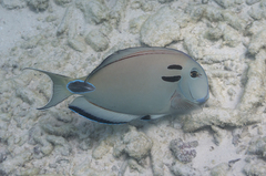 Acanthurus tennentii
