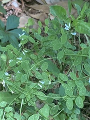 Vicia floridana