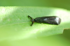 Mystacides sepulchralis