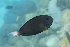 Acanthurus thompsoni