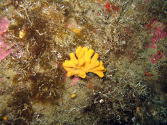 Axinella verrucosa