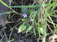 Ruellia jussieuoides