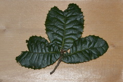 Quercus semecarpifolia