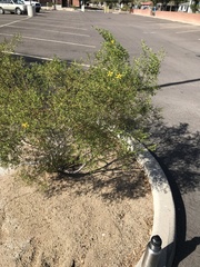 Larrea tridentata