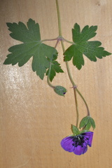 Geranium procurrens