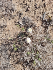 Chaenactis carphoclinia