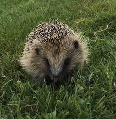 West European Hedgehog photo 6