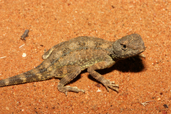 Tympanocryptis macra