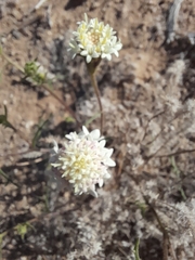 Chaenactis carphoclinia