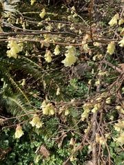 Corylopsis