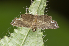 Neomusotima conspurcatalis