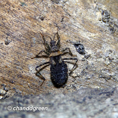 Acanthaspis westermanni