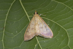 Crypsiptya coclesalis