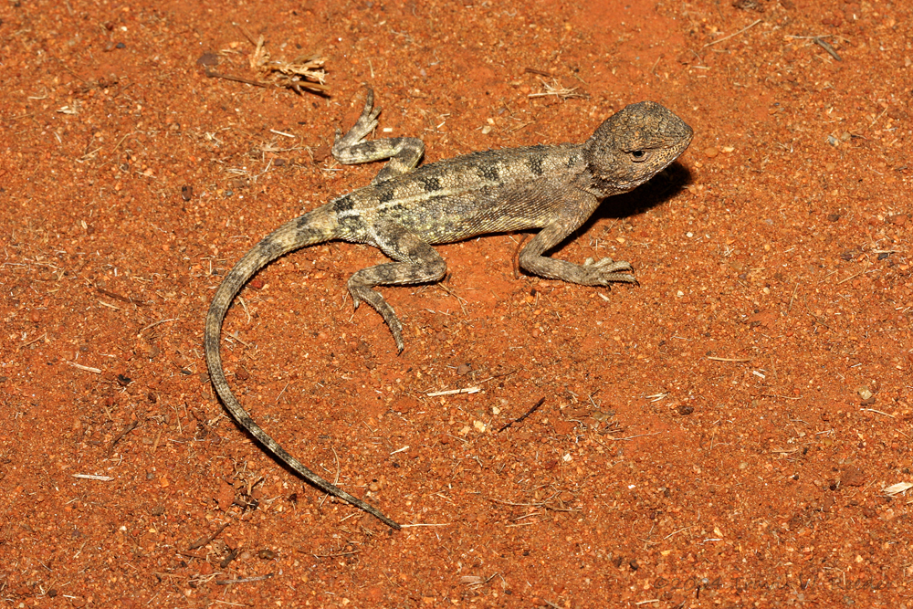Savannah Earless Dragon