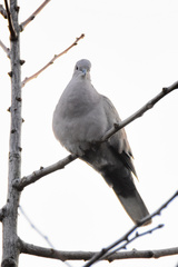 Streptopelia decaocto