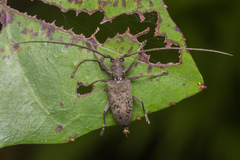 Acalolepta rusticatrix
