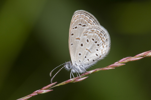 Tiny Grass Blue