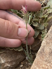 Calycoseris wrightii