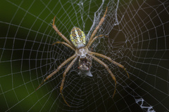Argiope dang