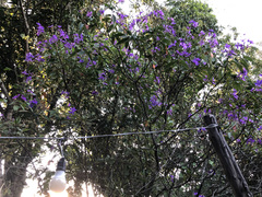 Pleroma semidecandrum