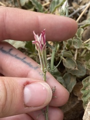 Calycoseris wrightii