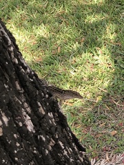 Anolis sagrei