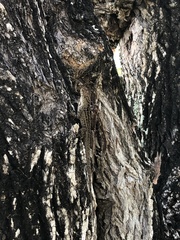 Anolis sagrei