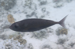 Acanthuridae