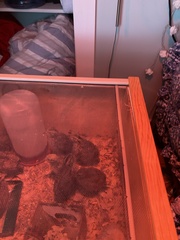 Coturnix