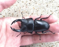 Dorcus hopei hopei
