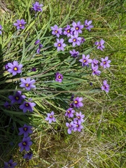 Sisyrinchium bellum