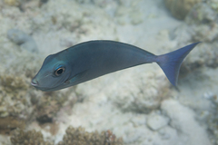Acanthuridae