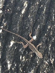 Anolis sagrei