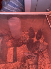 Coturnix