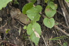Viola fedtschenkoana