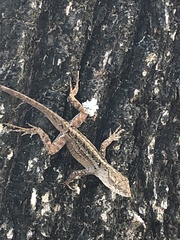 Anolis sagrei