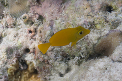 Acanthuridae