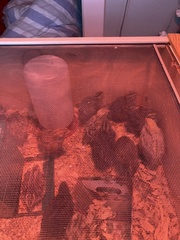 Coturnix