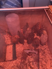 Coturnix