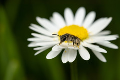 Andrena