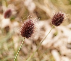 Alopecurus vaginatus